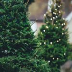 Trzy powody, dla których warto zdecydować się na żywe drzewko świąteczne
