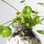 Biophilic design: roślinne kompozycje dla każdego